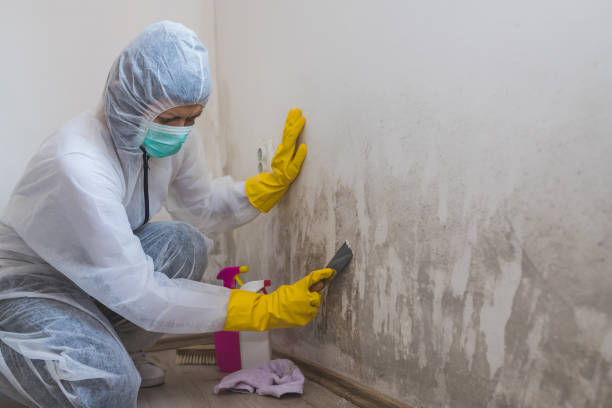 Best Mold Removal Process  in Carolina Shores, NC